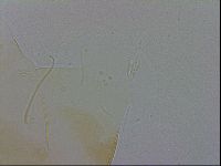 Echiniscus wendti image