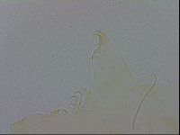 Echiniscus wendti image
