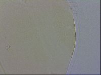 Echiniscus wendti image