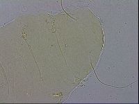 Echiniscus wendti image