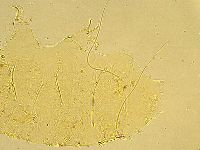 Echiniscus wendti image