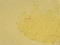 Echiniscus wendti image