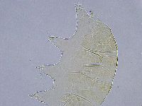 Echiniscus wendti image