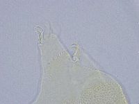 Echiniscus wendti image