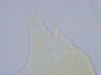 Echiniscus wendti image