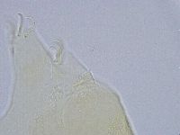 Echiniscus wendti image