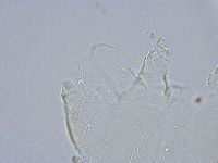 Echiniscus wendti image