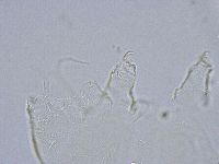 Echiniscus wendti image