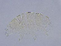 Echiniscus wendti image