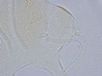 Echiniscus wendti image