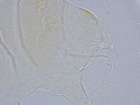Echiniscus wendti image