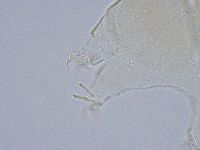 Echiniscus wendti image