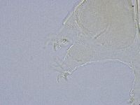 Echiniscus wendti image