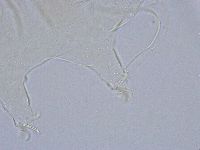 Echiniscus wendti image