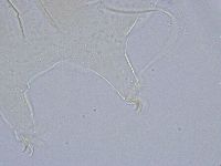 Echiniscus wendti image