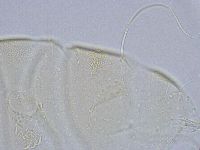 Echiniscus wendti image