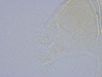 Echiniscus wendti image