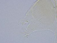 Echiniscus wendti image