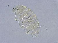 Echiniscus wendti image