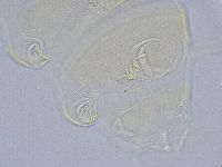 Echiniscus wendti image