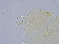 Echiniscus wendti image