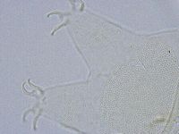 Echiniscus wendti image