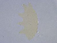 Echiniscus wendti image