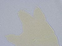 Echiniscus wendti image