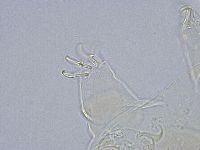 Echiniscus wendti image