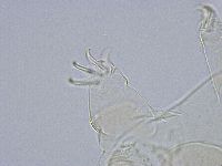 Echiniscus wendti image