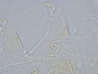 Echiniscus wendti image