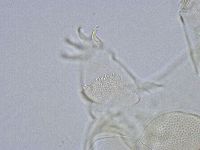 Echiniscus wendti image