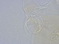 Echiniscus wendti image