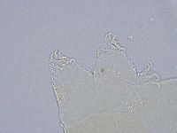 Echiniscus wendti image