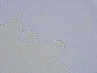 Echiniscus wendti image