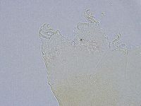 Echiniscus wendti image