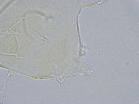 Echiniscus wendti image