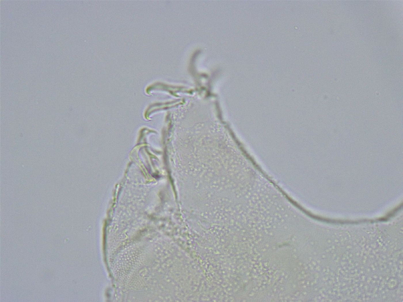 Echiniscus wendti image