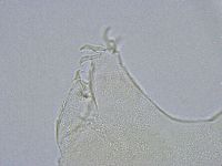 Echiniscus wendti image