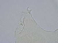 Echiniscus wendti image