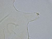 Echiniscus wendti image