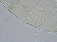 Echiniscus wendti image