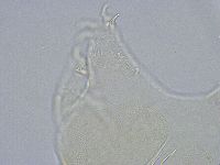 Echiniscus wendti image