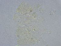 Echiniscus wendti image