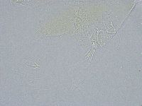 Echiniscus wendti image