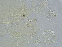 Echiniscus wendti image