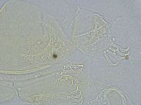 Echiniscus wendti image