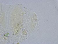 Echiniscus wendti image