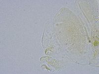 Echiniscus wendti image