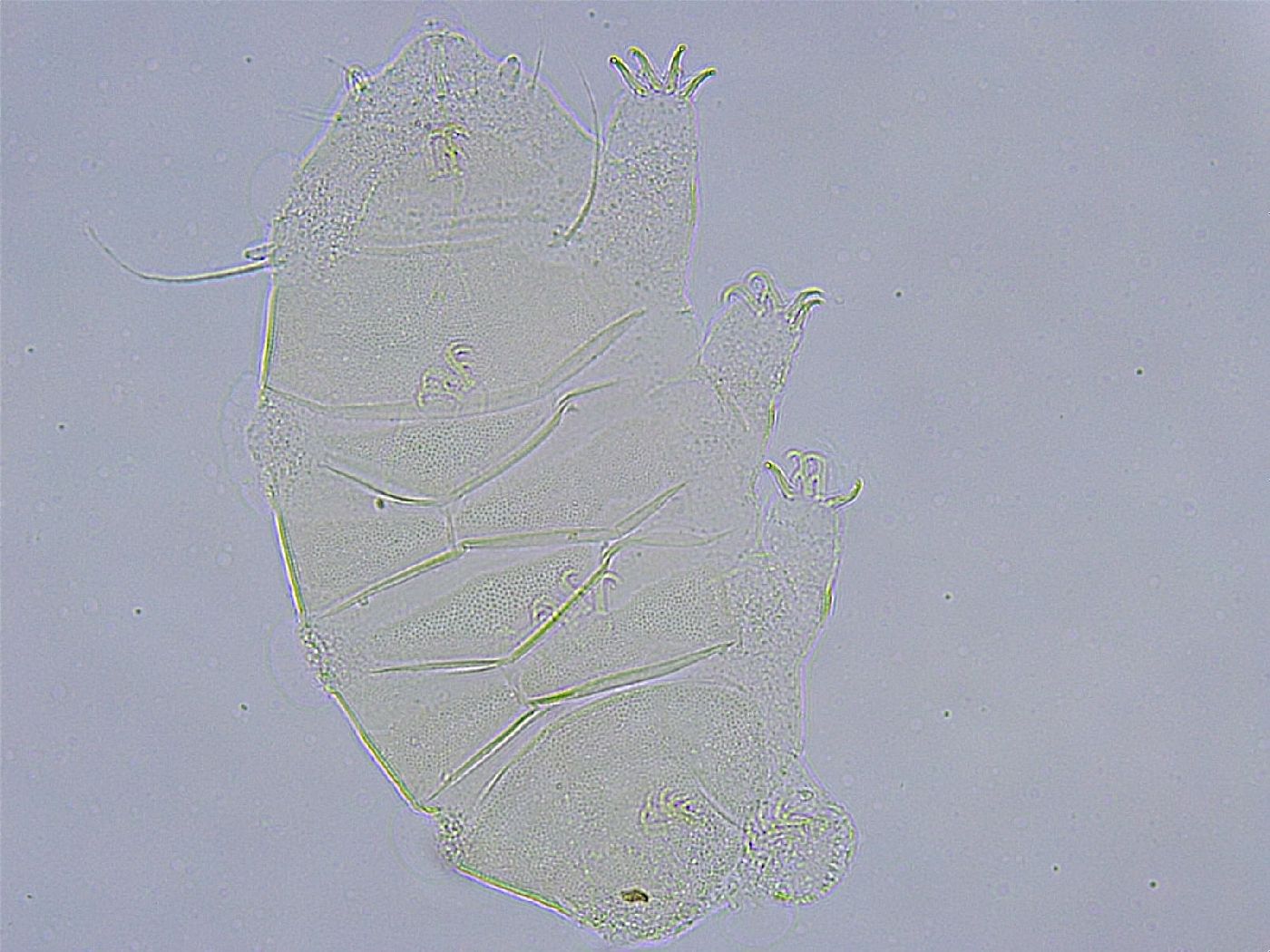 Echiniscus wendti image